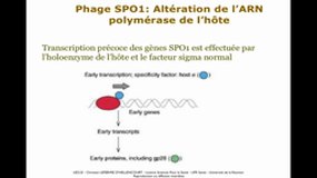 L2 SPS_UE2.S3-A2 Génome et post génomique - Phage