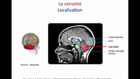 PACES_UE5-A19 Structures sous-corticales, le cervelet (3)