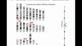 PACES_UE1-E22 Génome humain - Transcription - 3