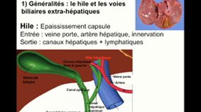DFGSM3_UE8-9.S6 Système digestif - Foies voies biliaires_P. DUBUS